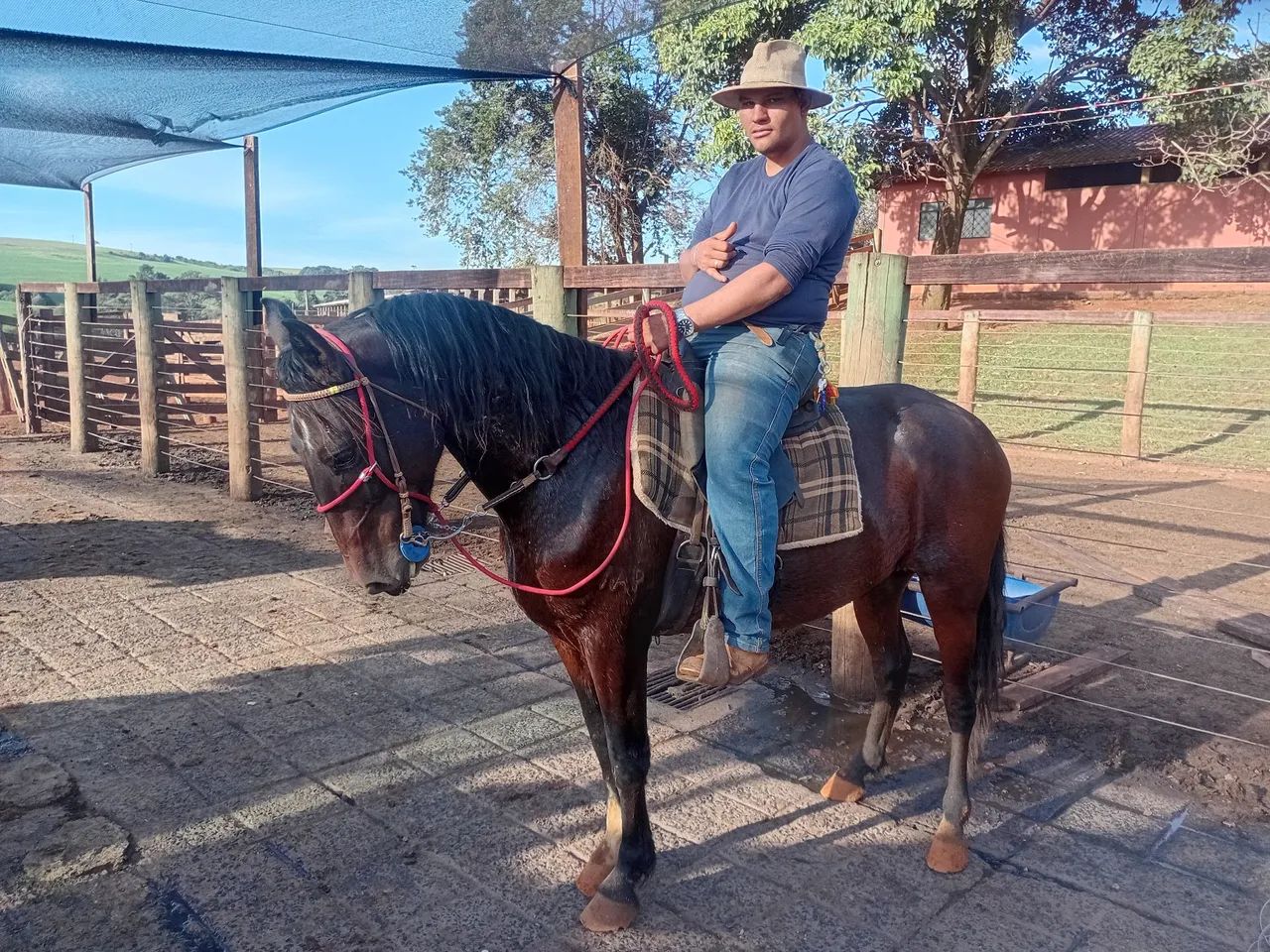 Cavalo mangalarga paulista  - Foto 5