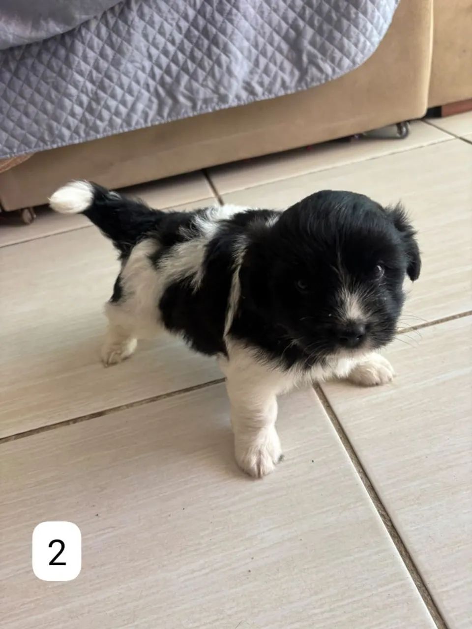 Lhasa + shi - Foto 2