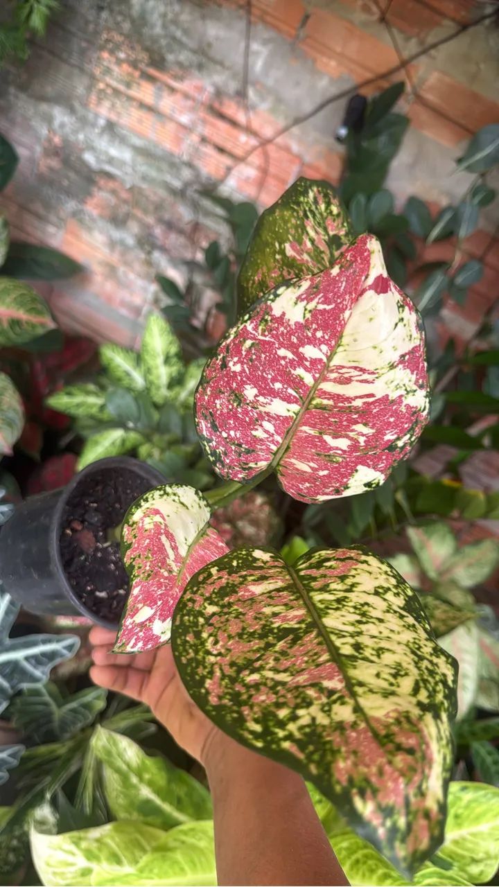 Plantas  - Foto 3