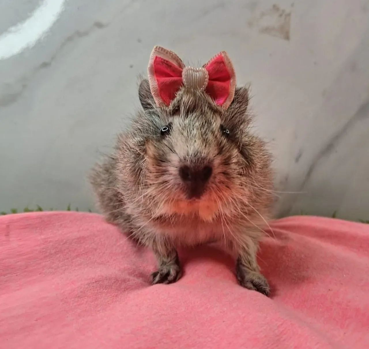 Porquinho da india - Foto 4