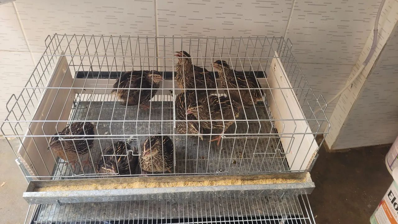 Gaiola com 8 codornas - Foto 2