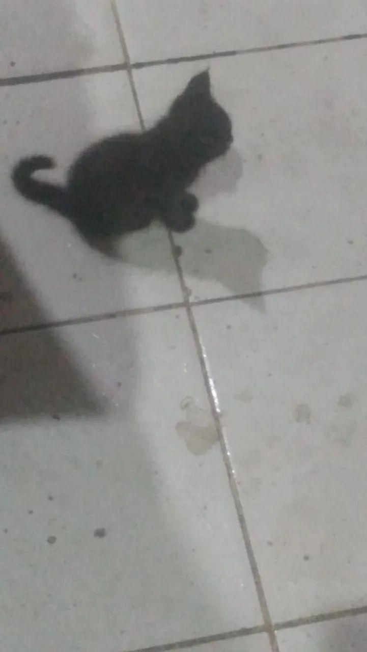 Adoção Responsável gatinhos  - Foto 4