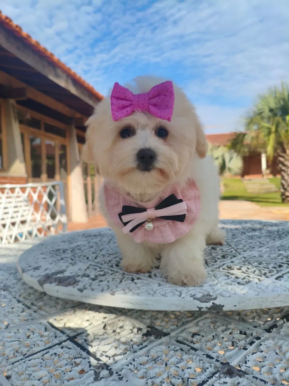Bichon Frise - Foto 4