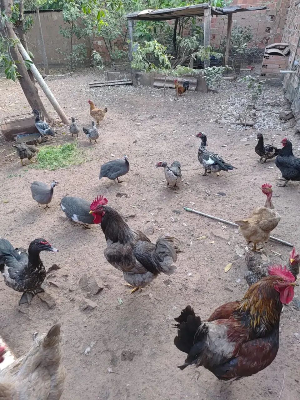 Pato!