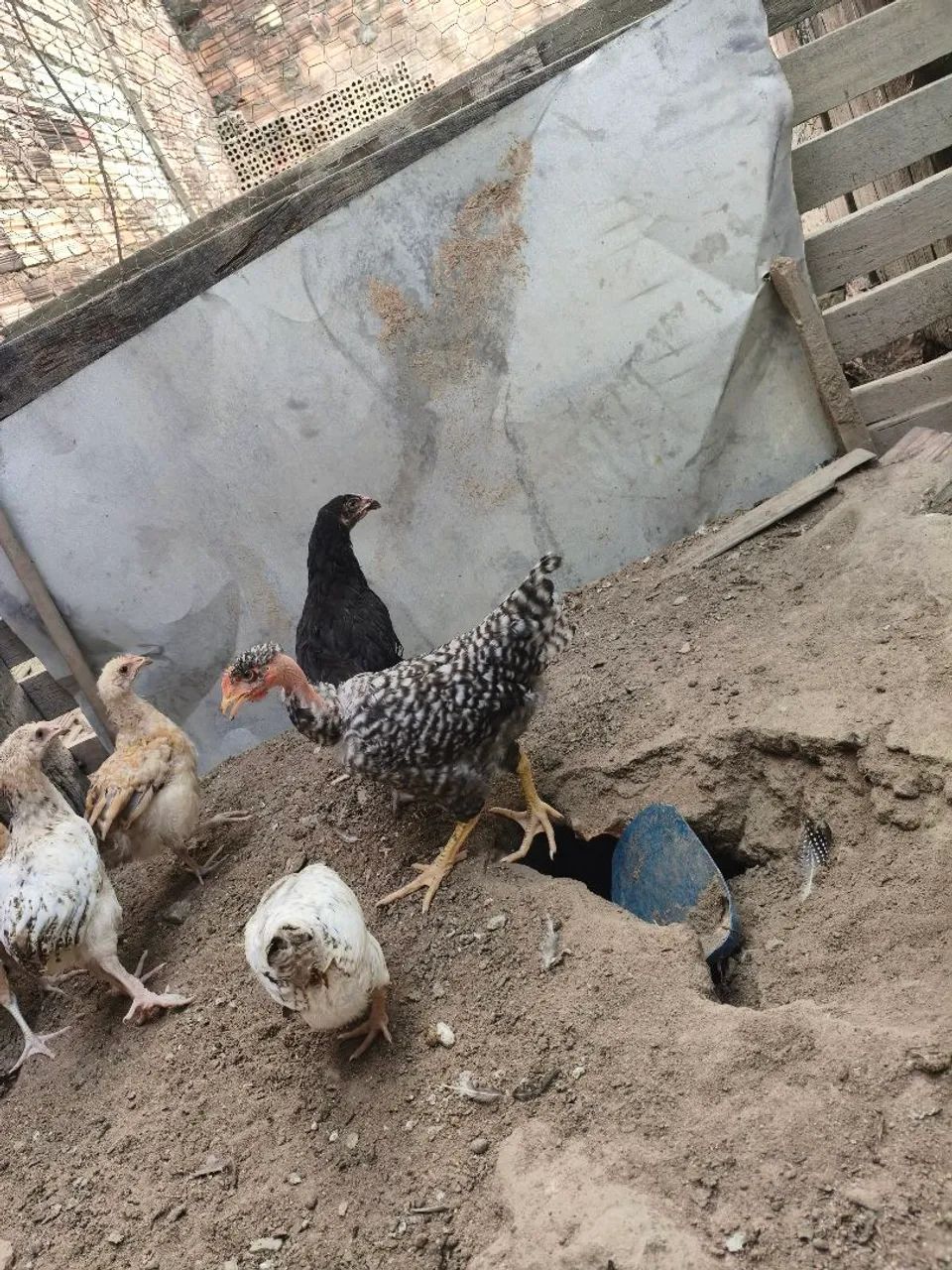 Pintinhos caipira  - Foto 2