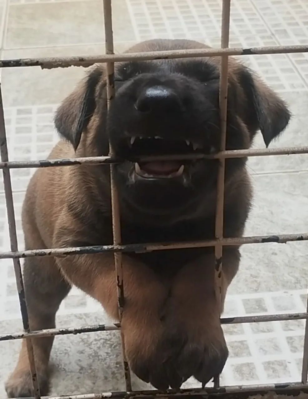 Pastor Belga malinois  - Foto 5