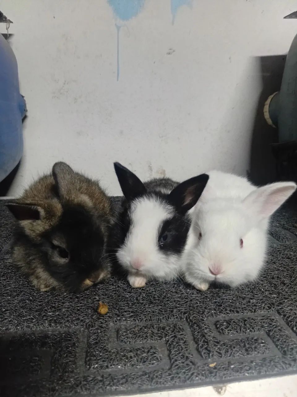 Bioterios e coelhos - Foto 5