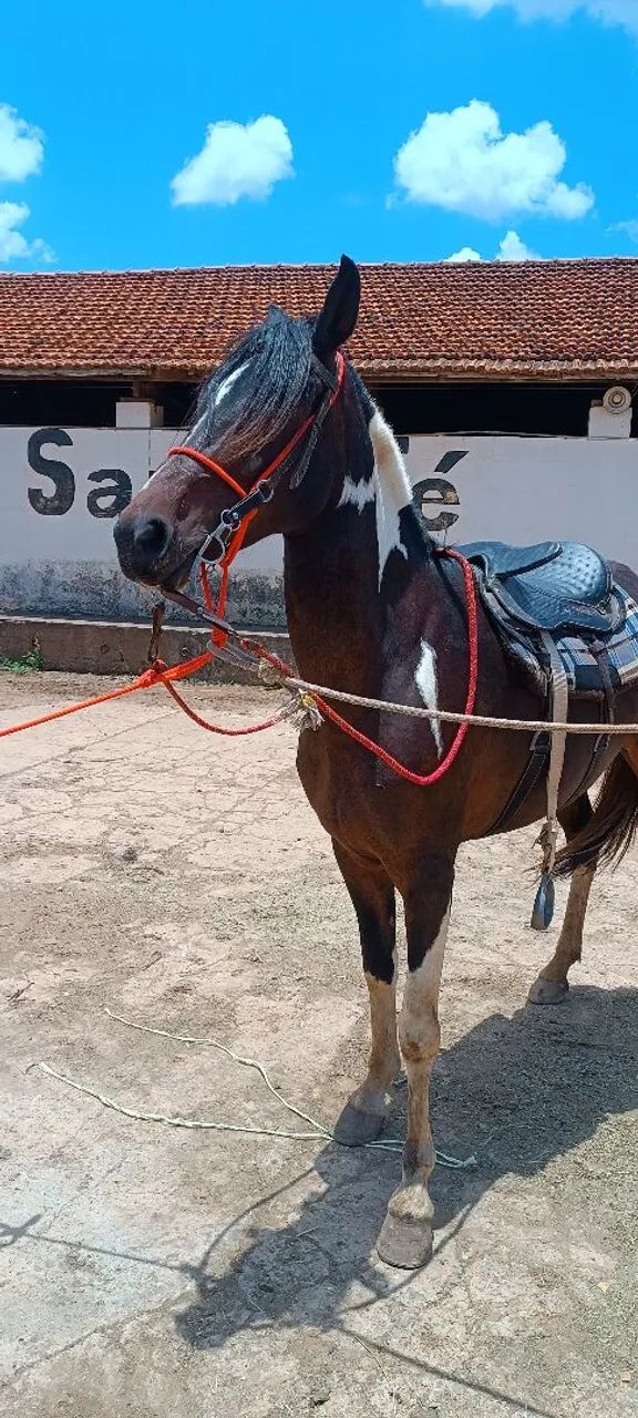 Égua pampa + charrete - Foto 5