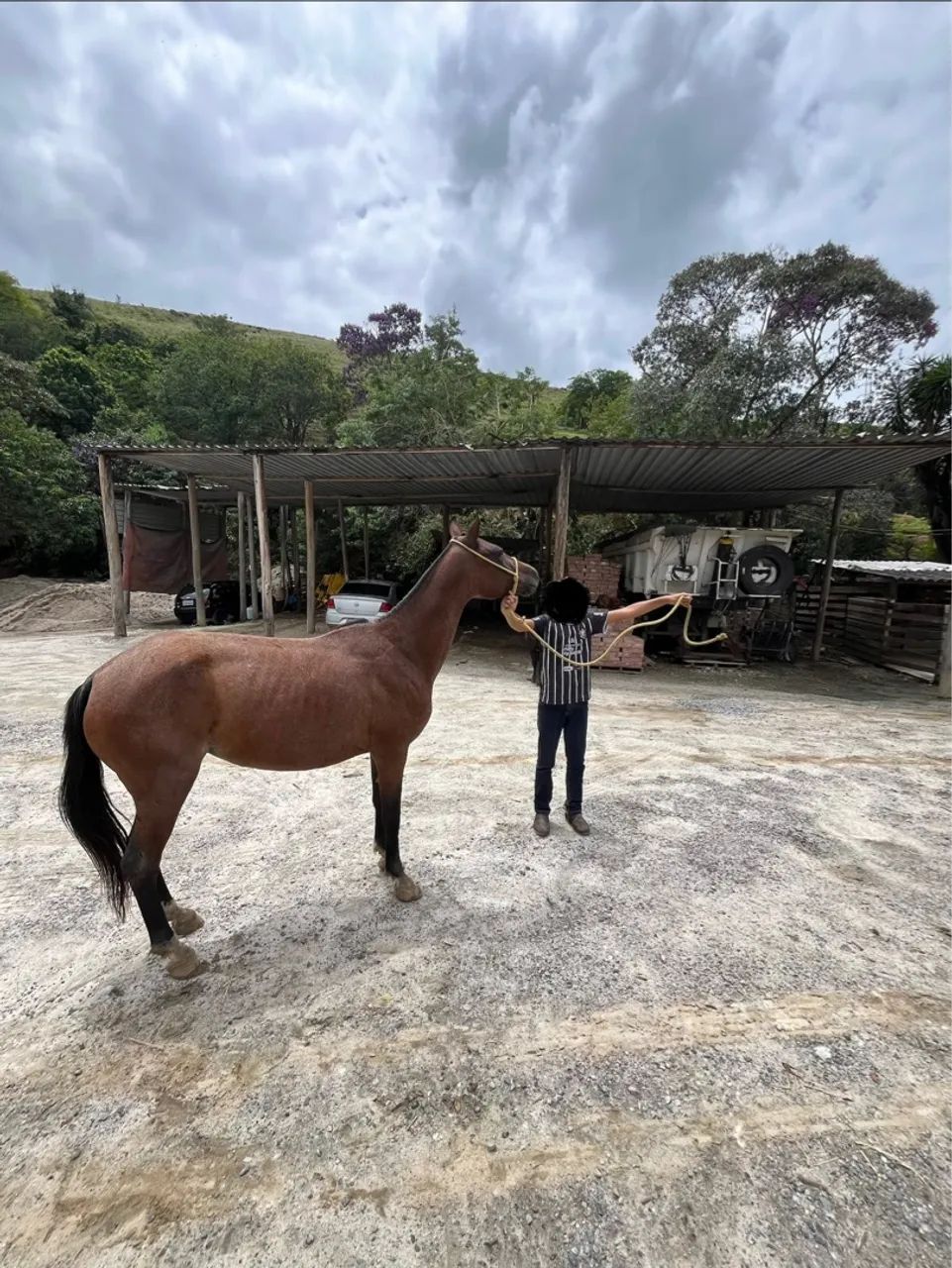 Égua marcha picada  - Foto 2