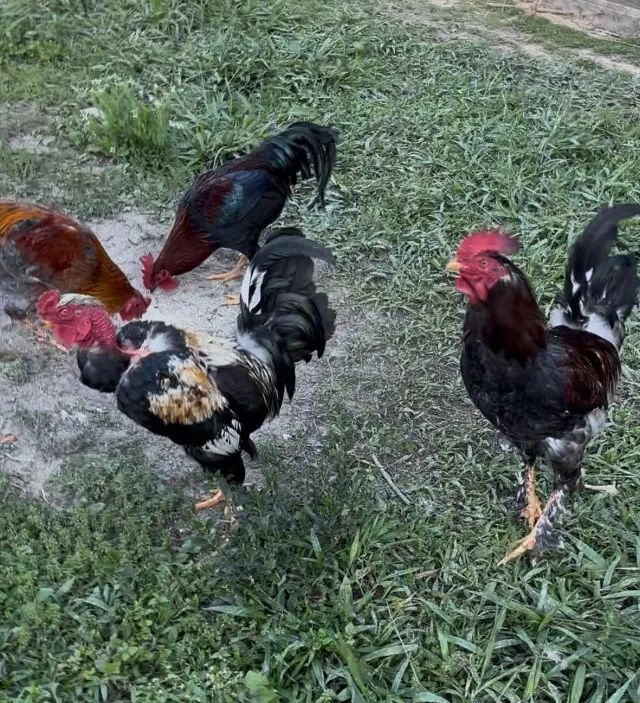 Galos garnizé e caipira - Foto 3
