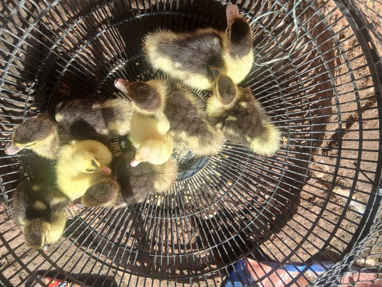 Vendo patinho e pintinho  - Foto 3