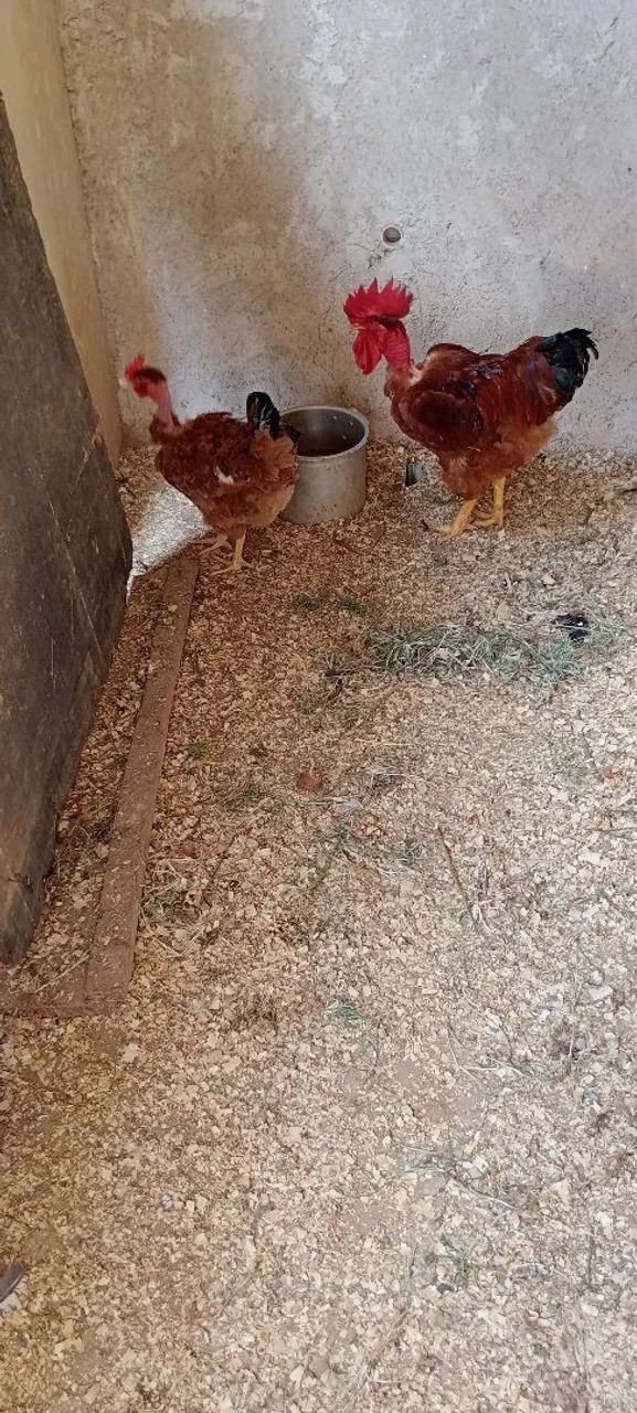 Lote de galinhas com galo polaco  - Foto 6