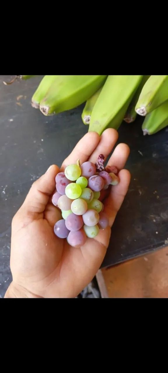Mudas de uva  - Foto 2