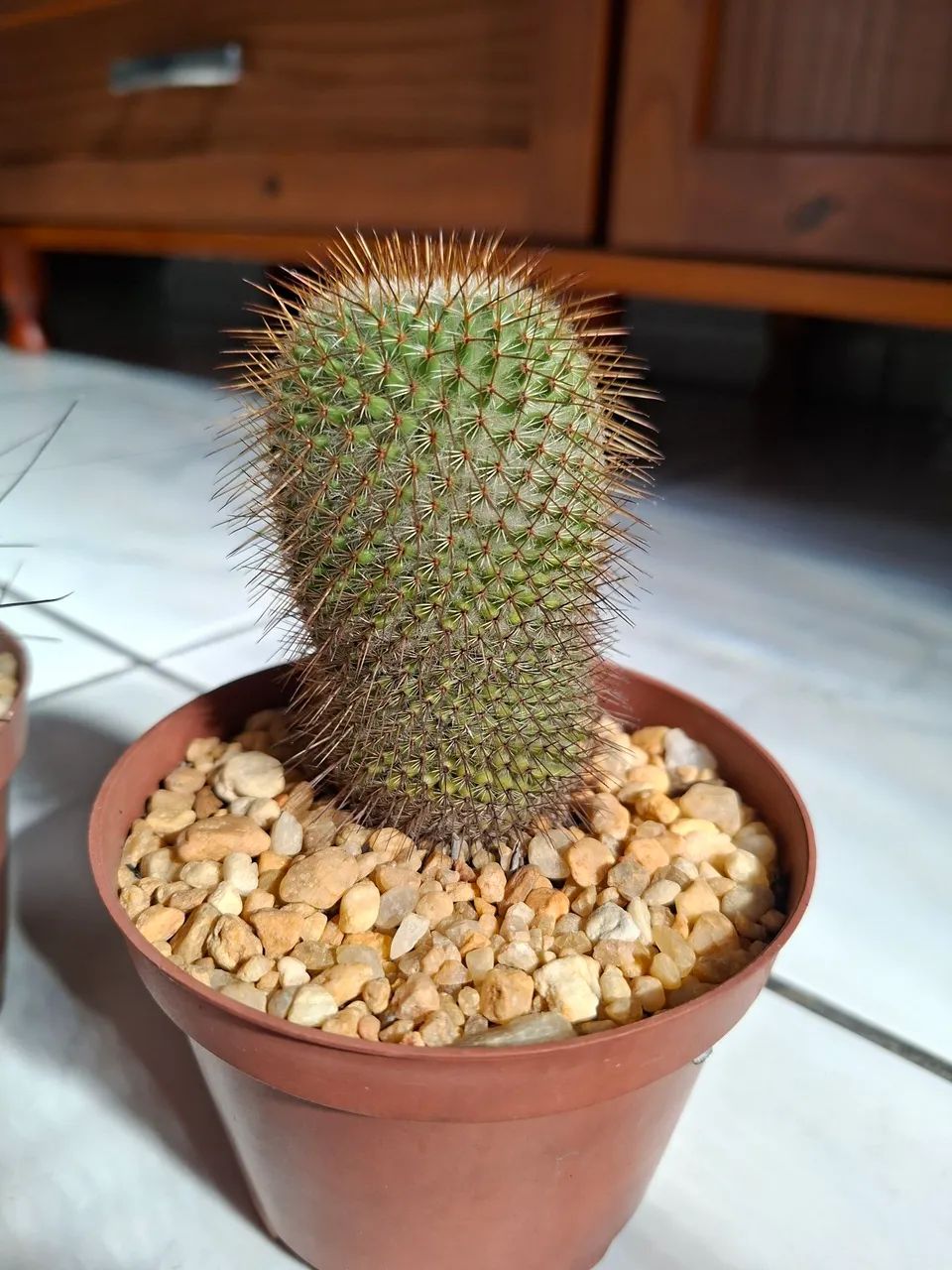 Cactos 30,00 cada - Foto 2