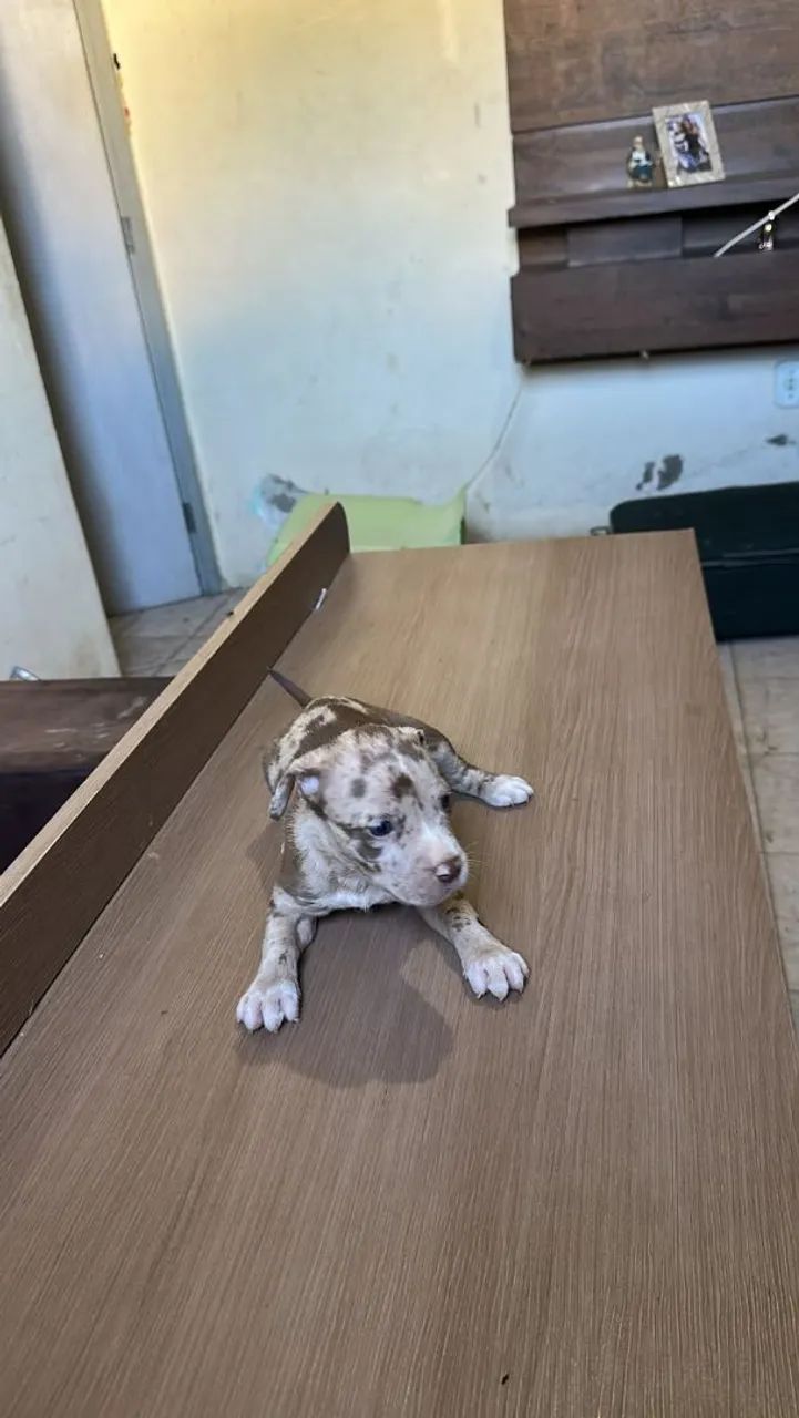 Pitbull 