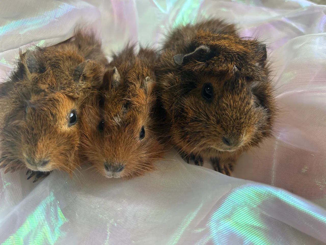 Porquinhos da Índia 