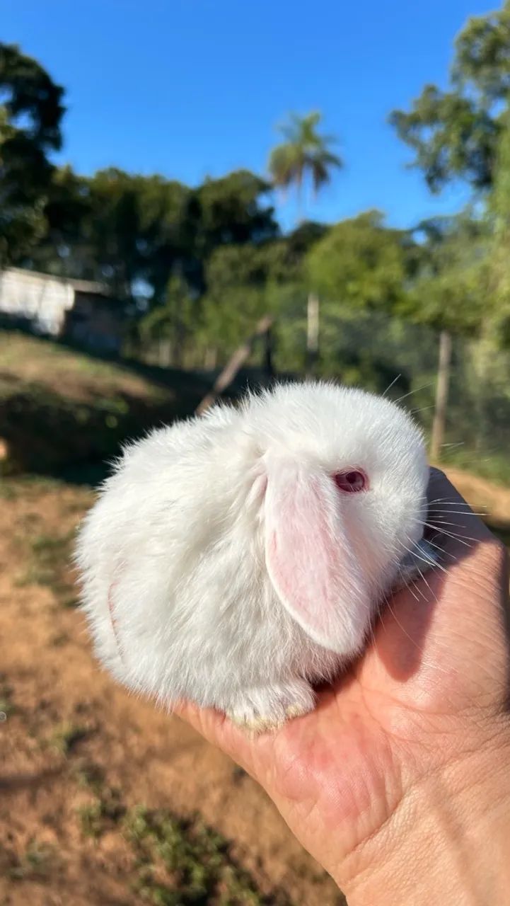 Mini coelhos  - Foto 3