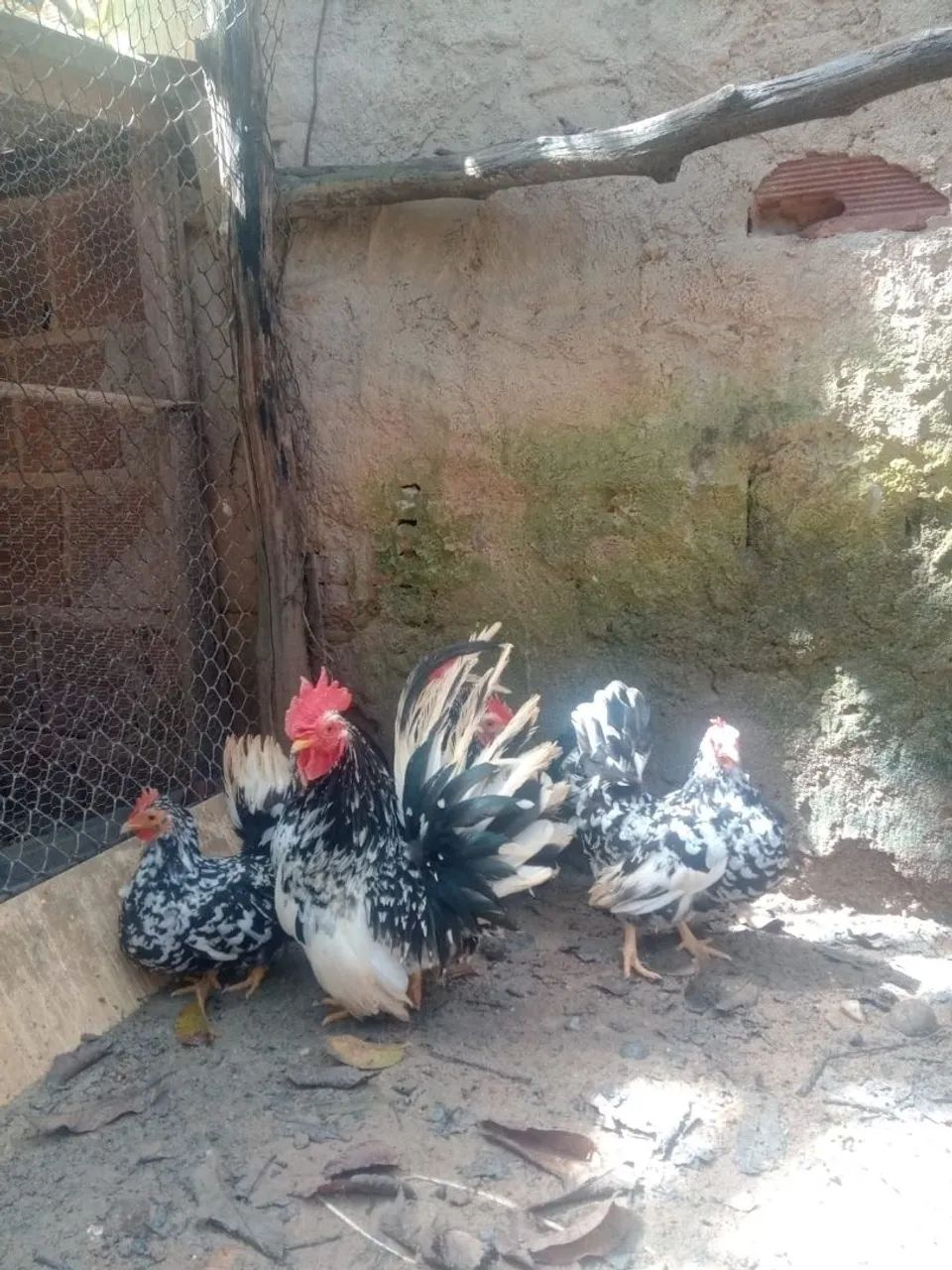 Nagazak 