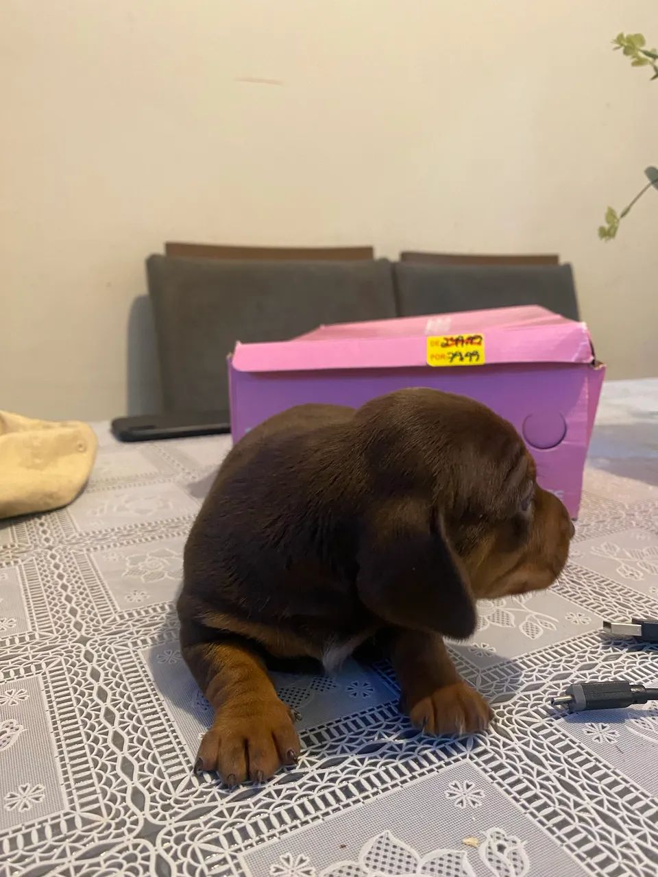 Fêmeas Teckel/ Salsicha - Foto 3