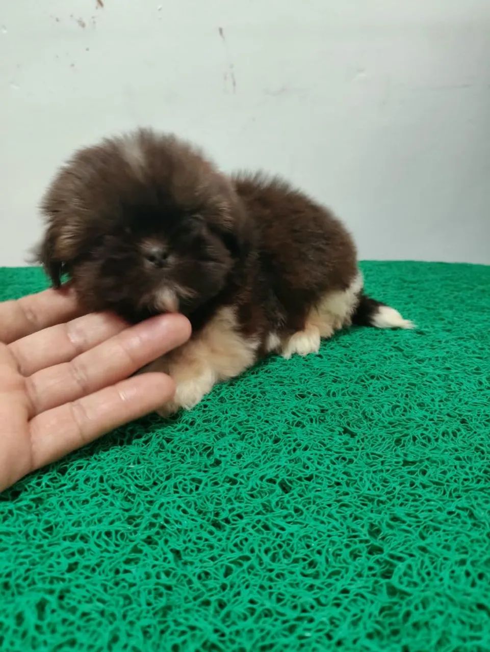 Shih tzu macho mini