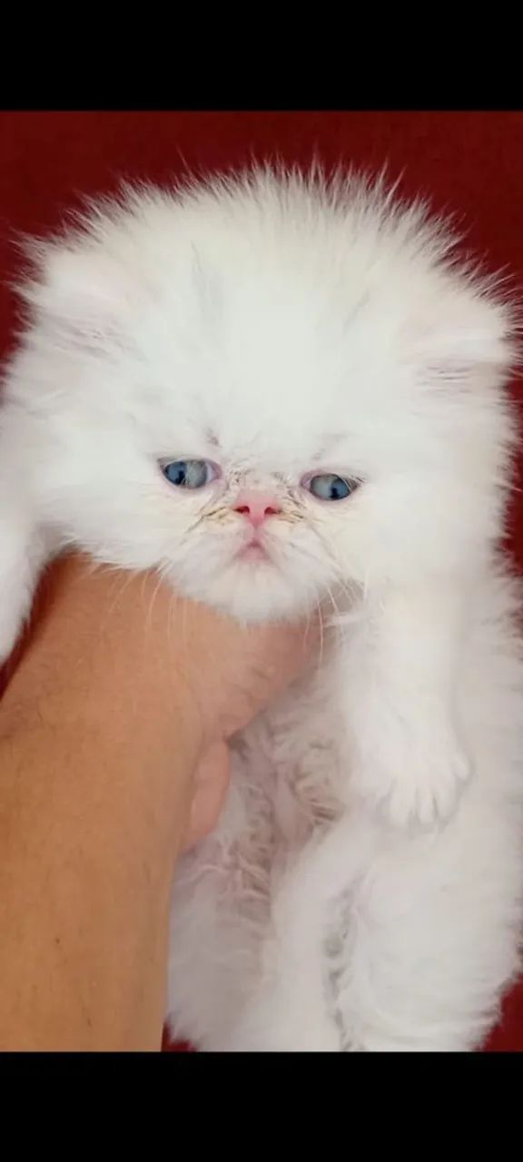 Gatinha persa olhos azuis