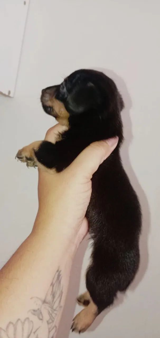 pinscher  - Foto 4