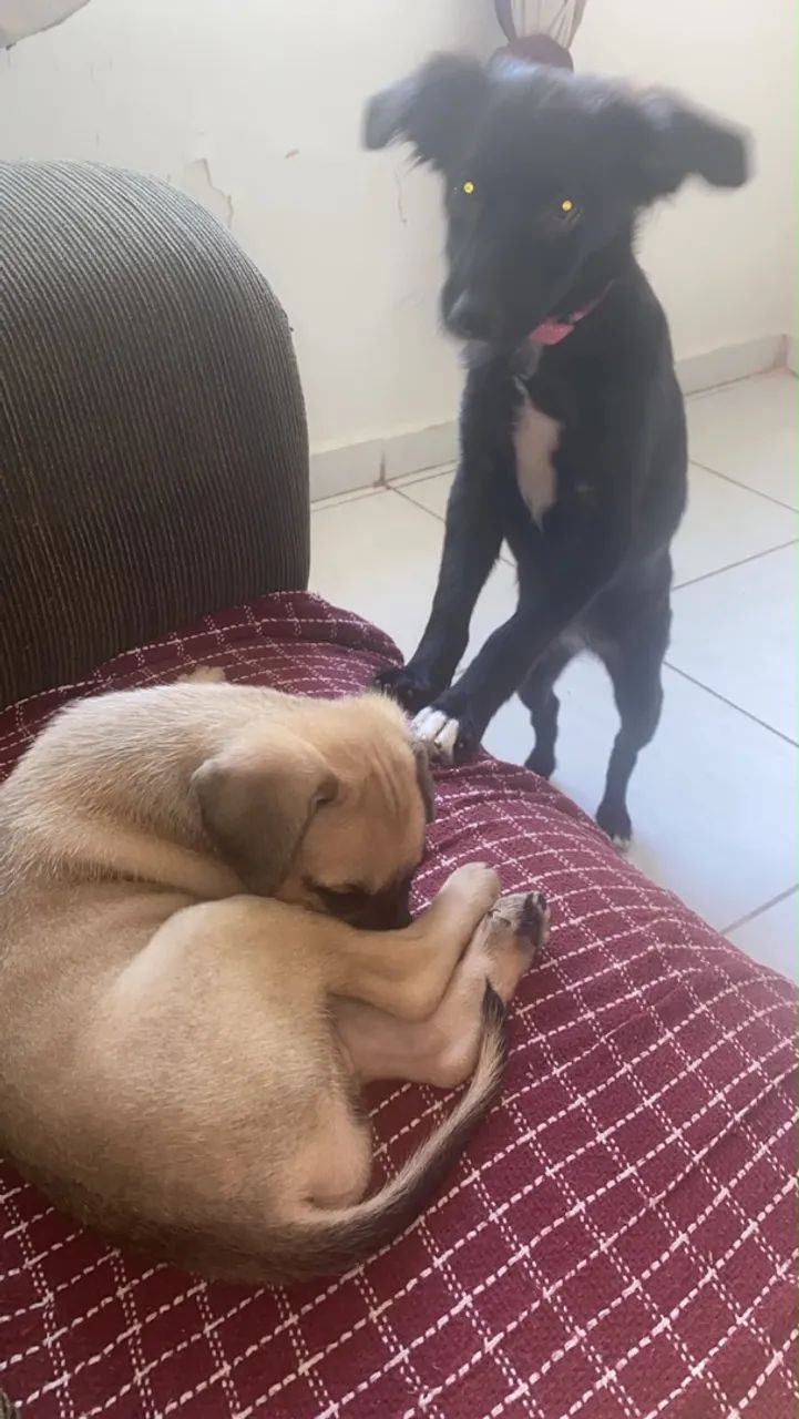 Doa-se cachorra de 2 meses.