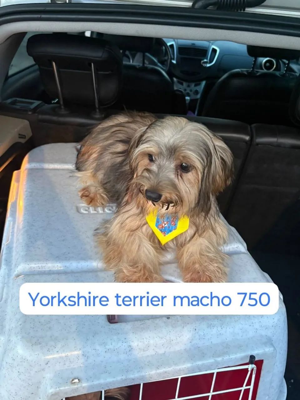 Yorkshire terrier - Foto 2