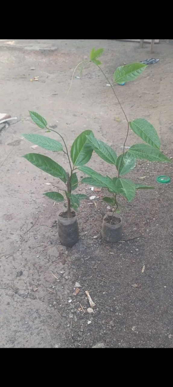 2 mudas de maracujá  - Foto 2