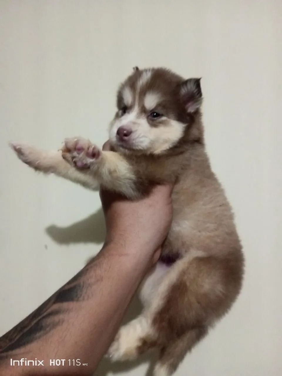 Cachorro  - Foto 5