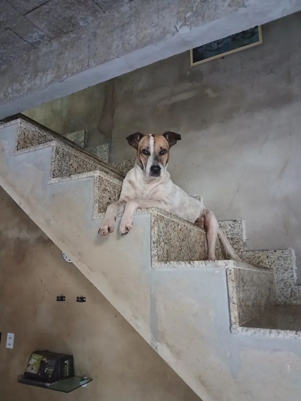 Cachorro pra Adoção 