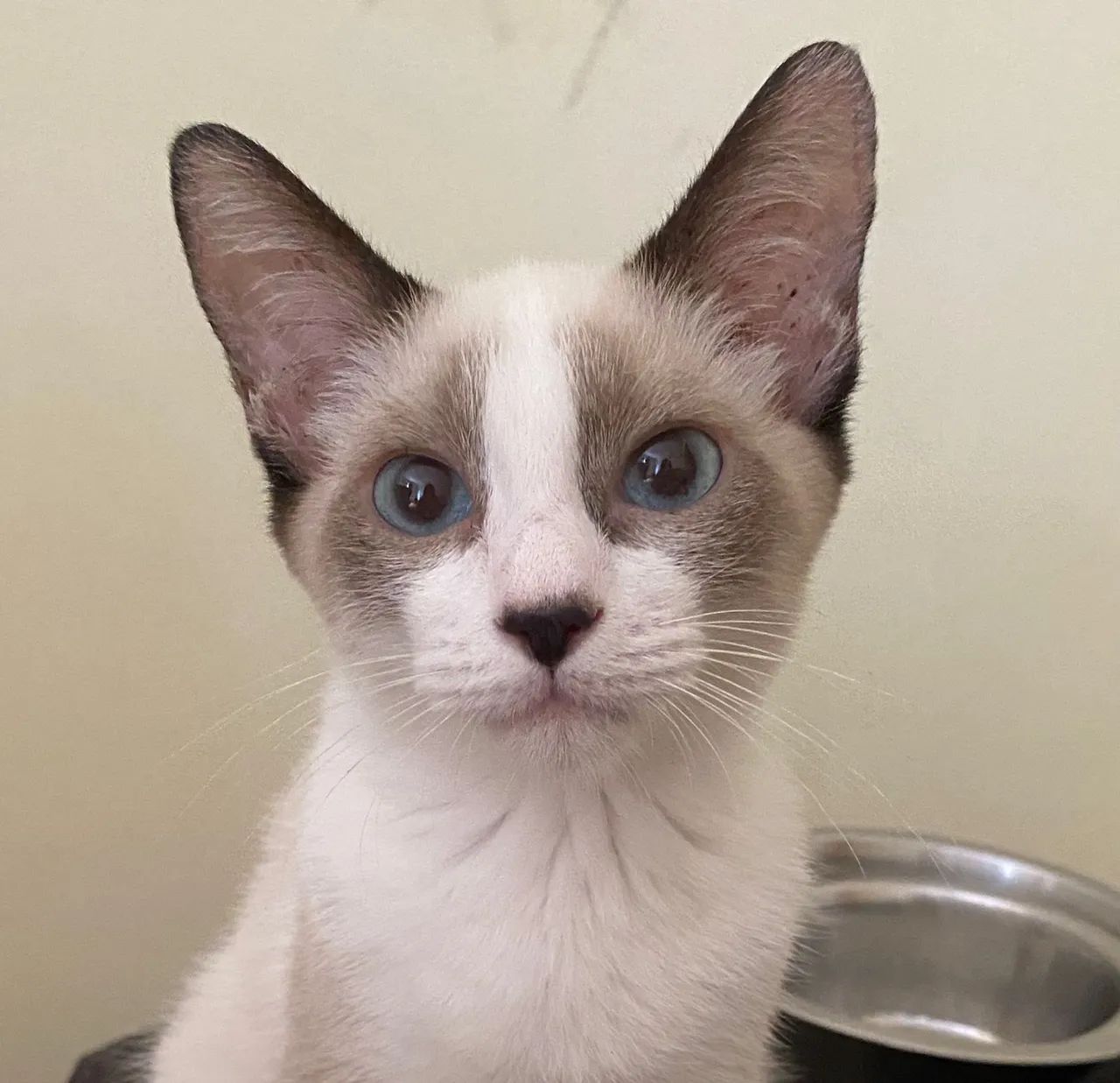 Filhote para adoção  - Foto 6