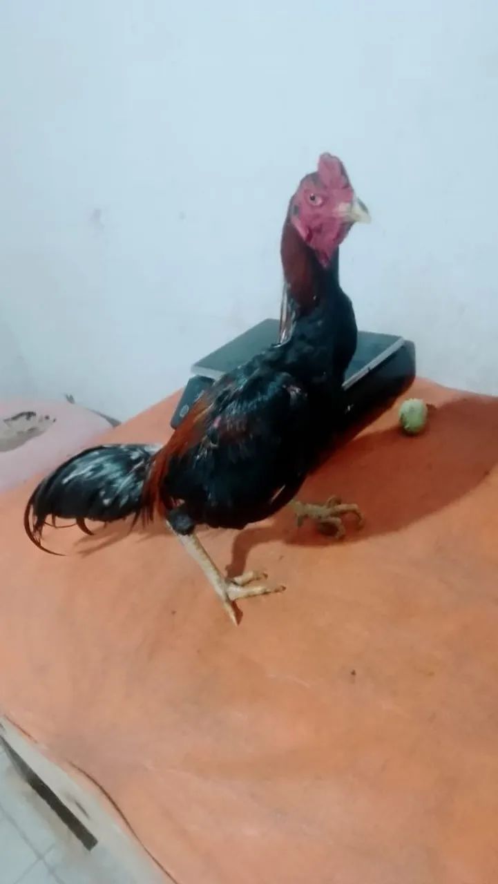 6 frango - Foto 4