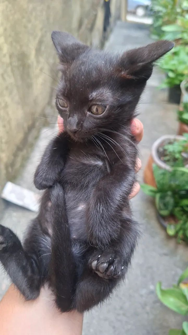 Doação gatinho - Foto 3