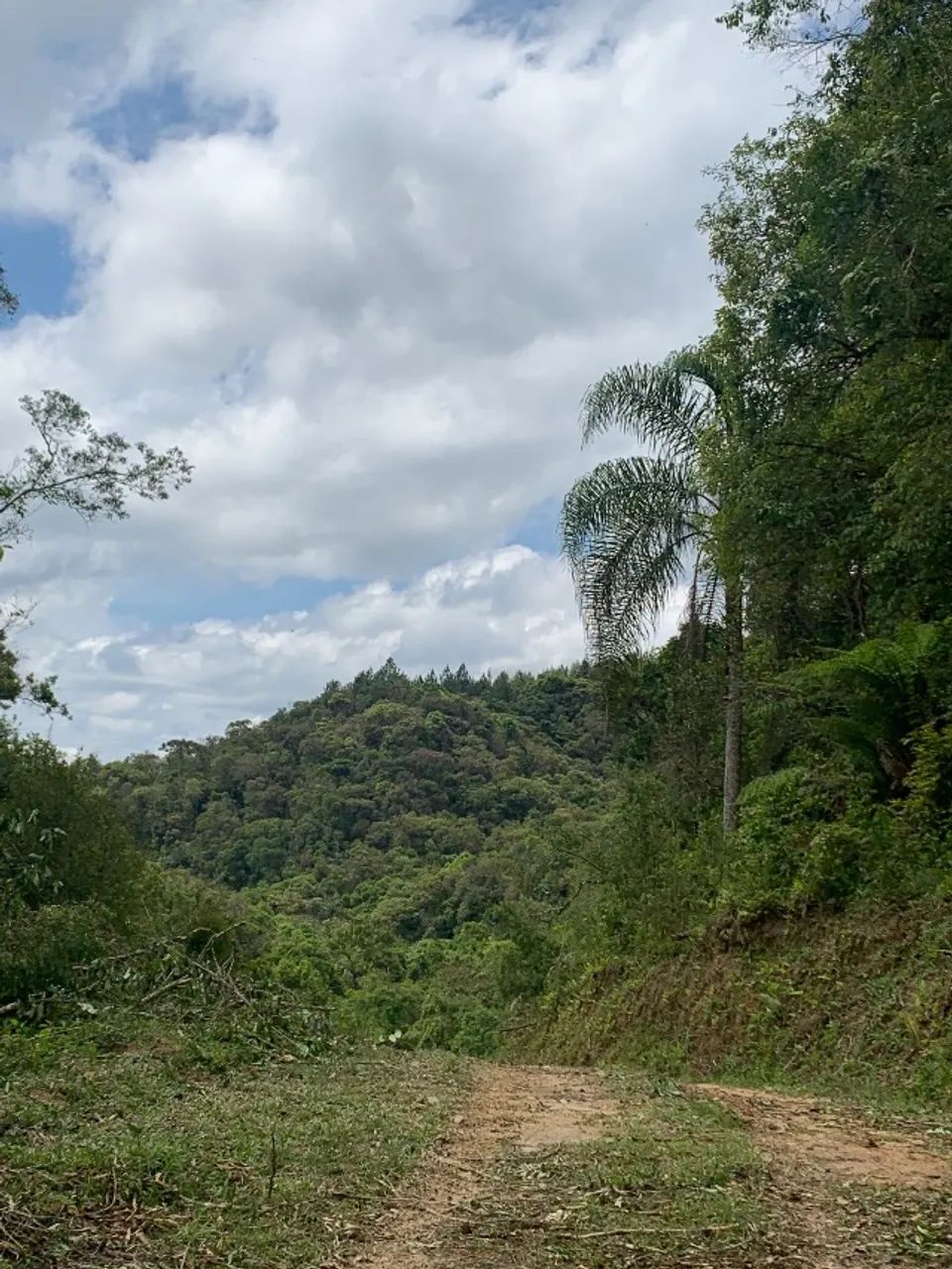 4 alqueires documentados - ideal para  Pinus  - Foto 5