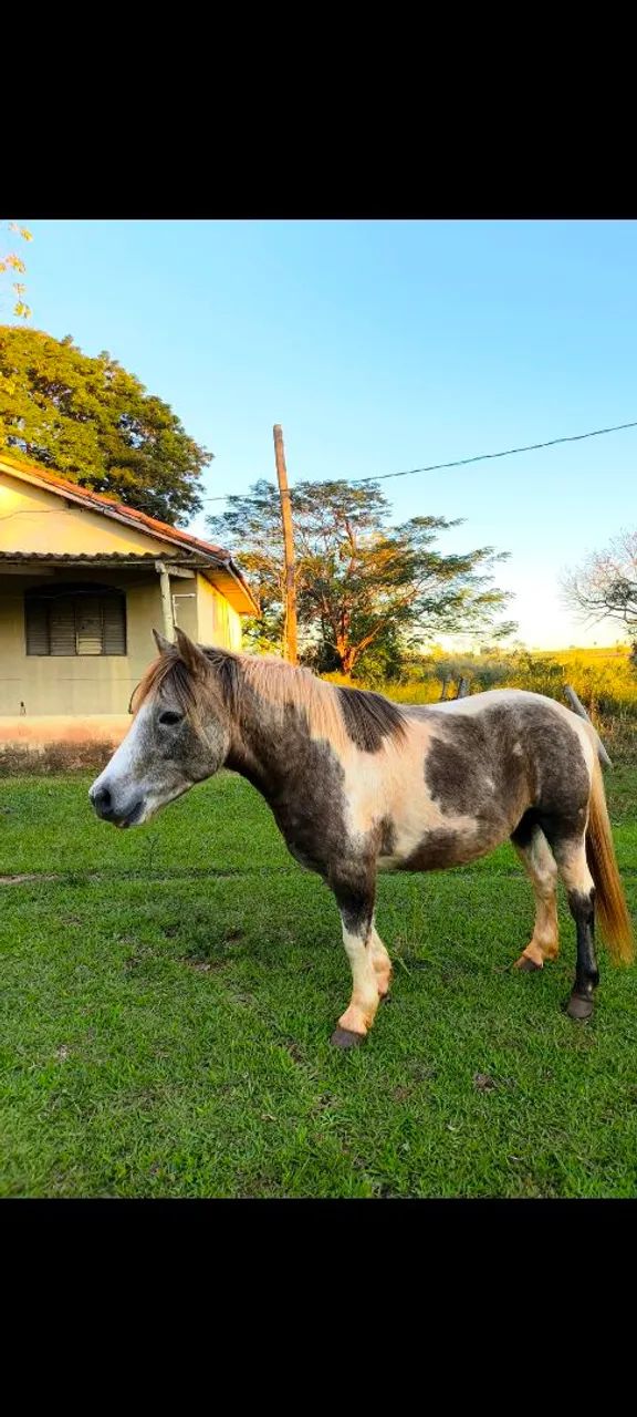 Pônei Paint horse