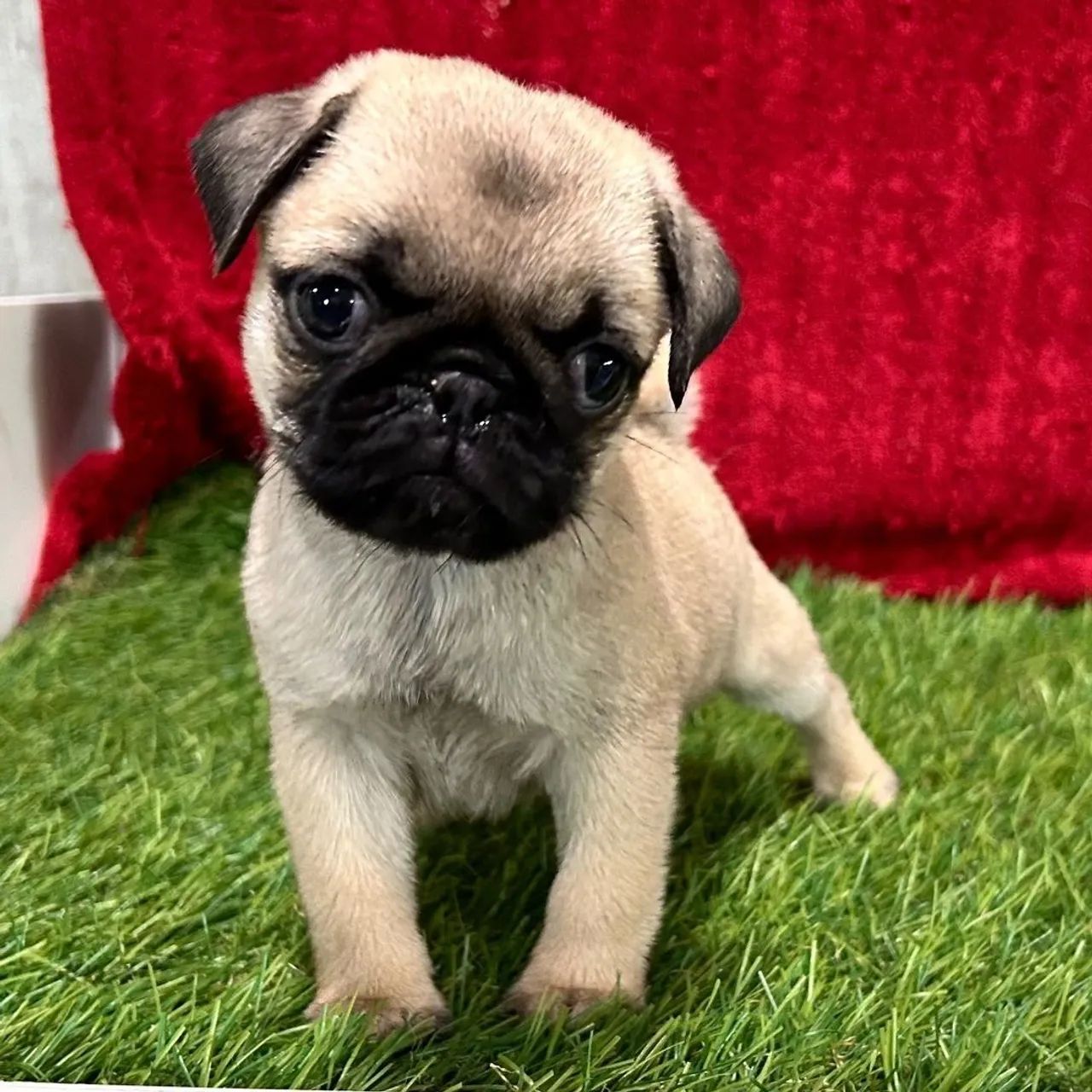 Pug / O amigo de colo 