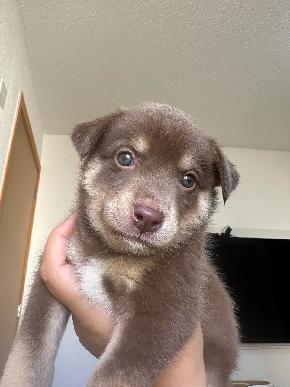 Husky siberiano  - Foto 3