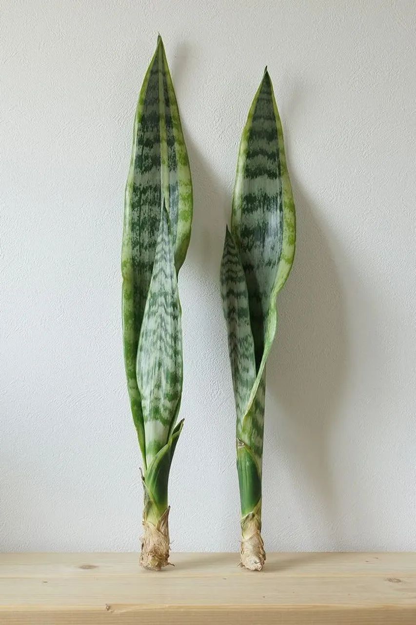 Espada de São Jorge vareagata