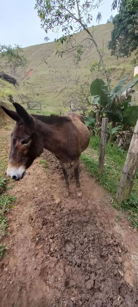 Mula preta boa p crianças - Foto 2