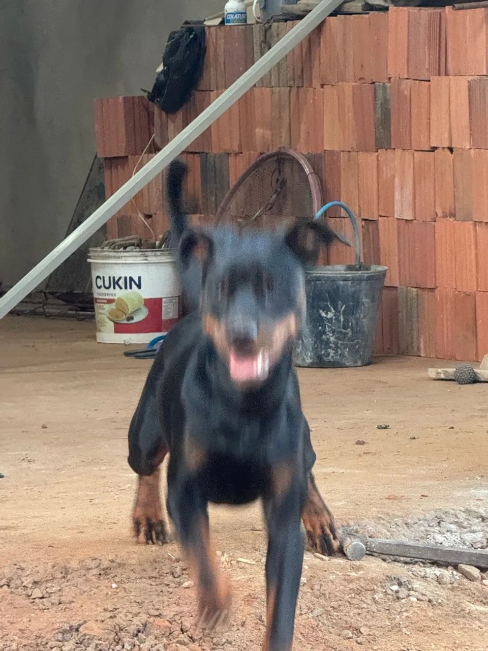 Cachorro Rottweiler - Foto 5