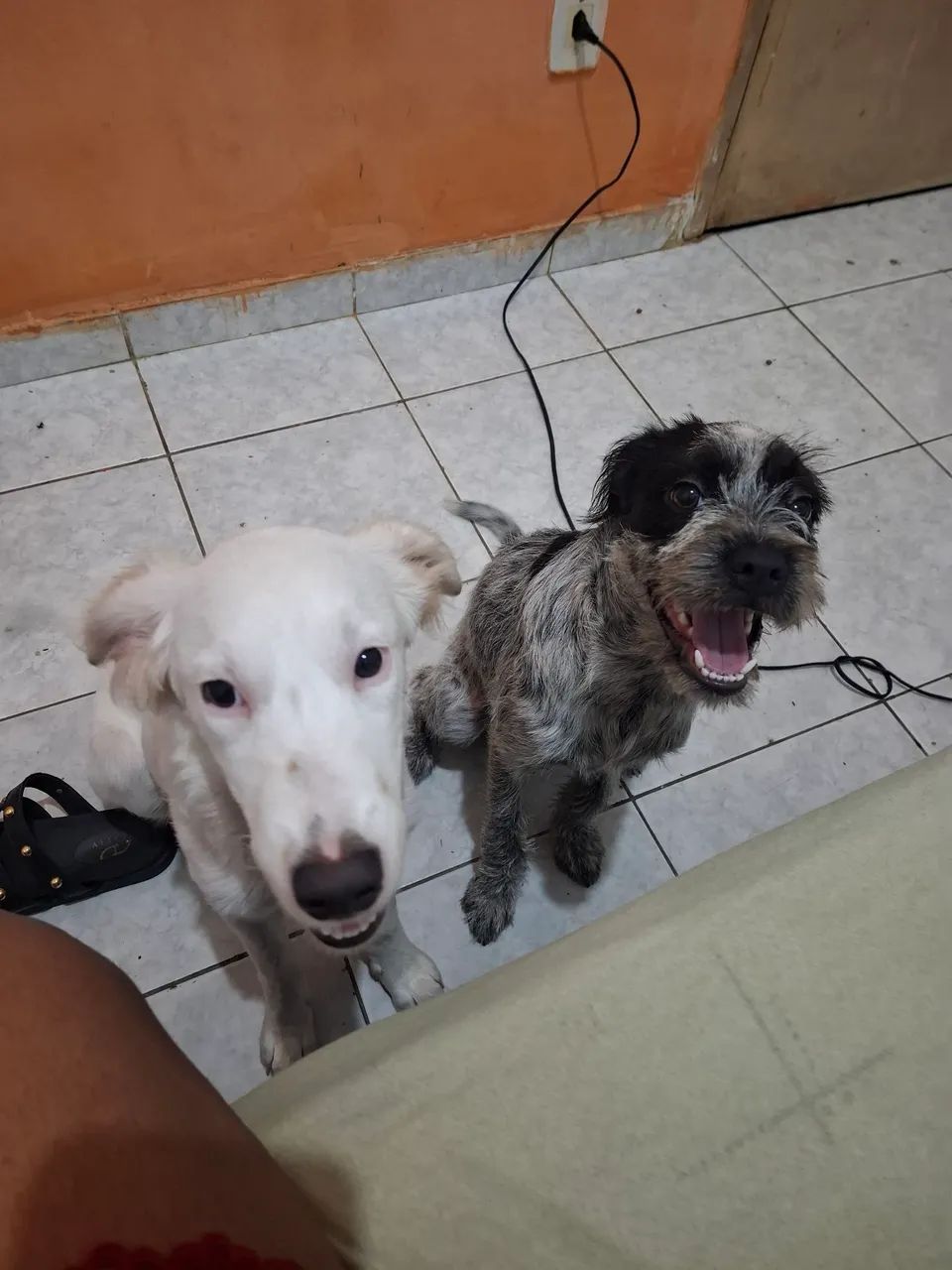 Vendo 2 cachorros em conjunto  - Foto 4