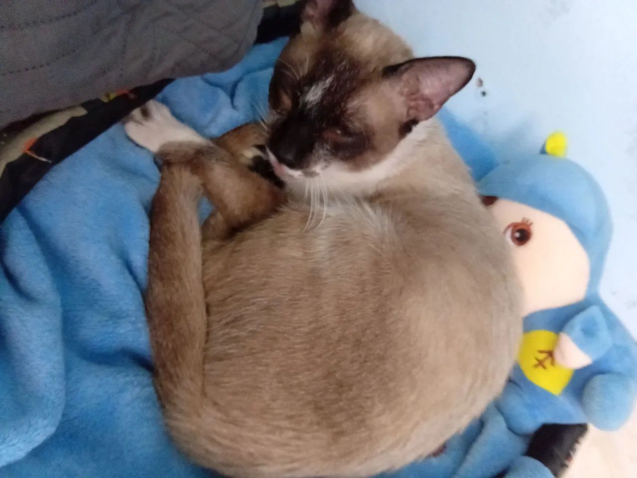 Gato - Foto 4