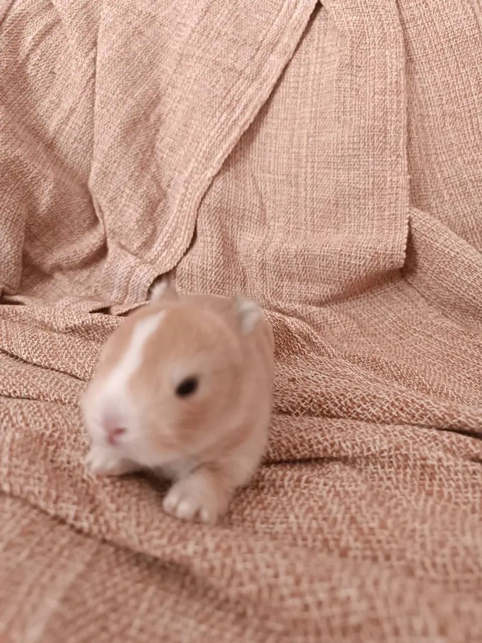 Coelho Netherland Darfw Mini  - Foto 2