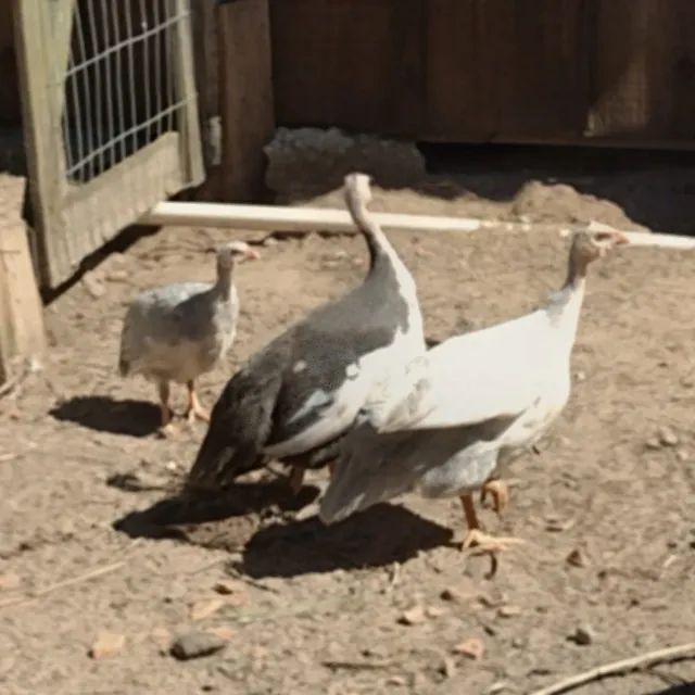3 Galinhas da Angola - Foto 2
