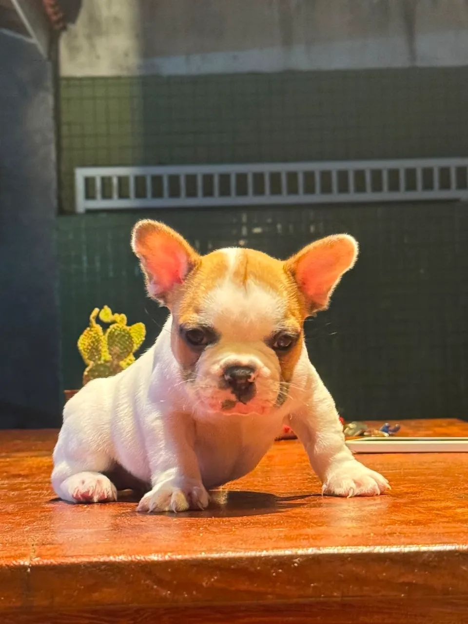 Buldogue Francês  - Foto 4