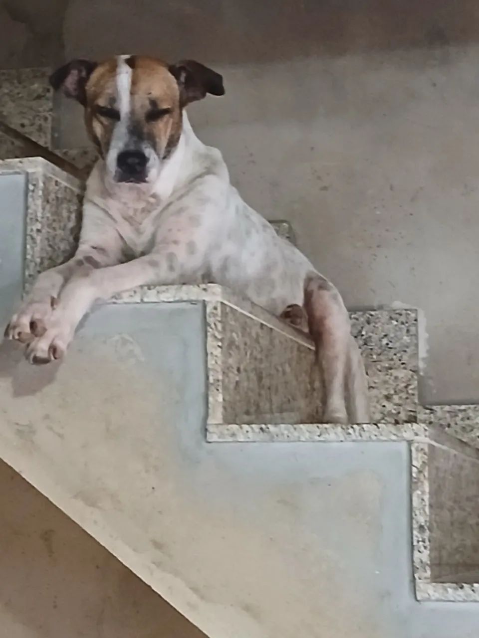 Cachorro pra Adoção  - Foto 4