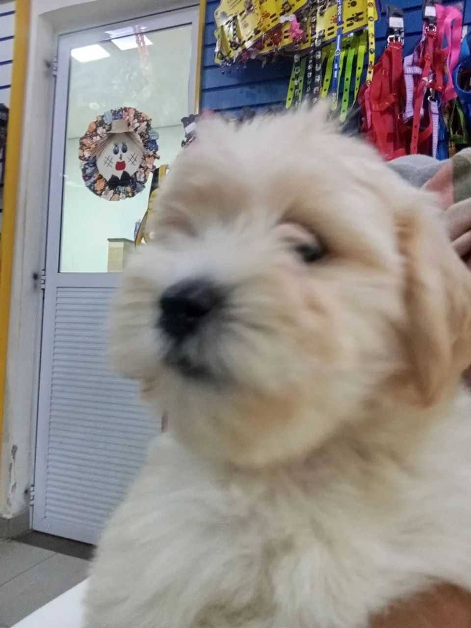 Poodle - Foto 2
