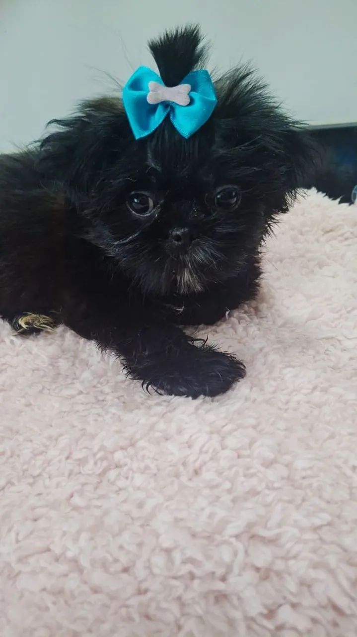 Shih Tzu Fêmea 