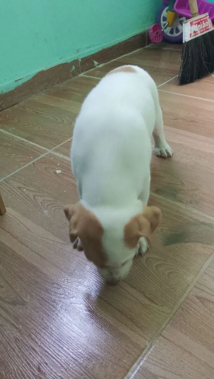 Cachorro  - Foto 3